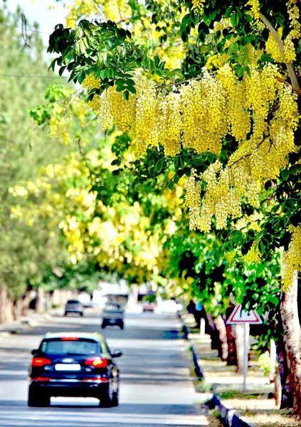 Golden Shower Tree
